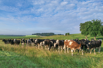 Many cows together on a green meadow and blue sky