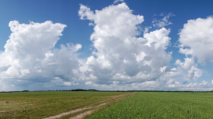 Fototapeta premium Road in field. White clouds in the blue sky.