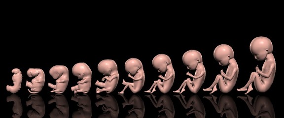 胎児週別成長図（3,4,5,6,7,8,9,16,20-36,38W）