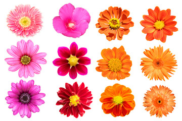 collection flower isolated on white background