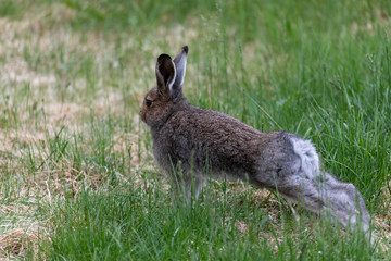 Brown bunny stretching on grass field in Kilpisjarvi, Finland.