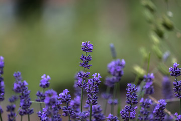 Lavendelbusch