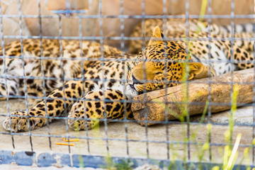sleeping leopard on a wooden log