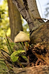 Mushroom