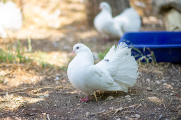 white doves on the ground
