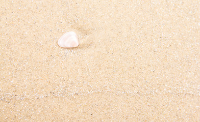 Shell on sand tropical beach,summer time background