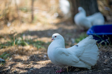 white doves on the ground