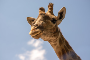 the head of a giraffe on the background of sky and greenery
