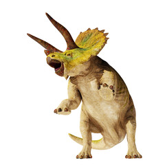 Triceratops horridus dinosaur in action (3d illustration isolated on white background)