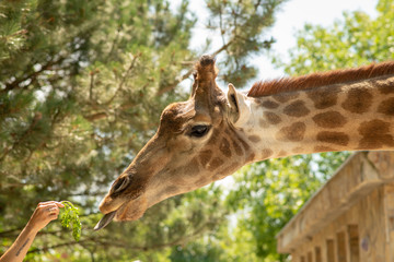 the head of a giraffe on the background of sky and greenery