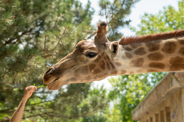 the head of a giraffe on the background of sky and greenery