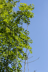 ash dieback 1