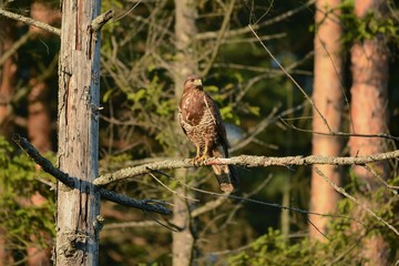 bird
