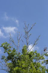 ash dieback 5