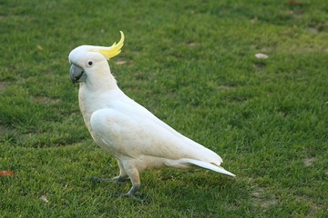 Wild sulphur-crested cockatoo (Cacatua galerita) in the Grampians National Park, Australia © Ines Porada