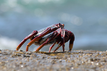 TIERE_5260_rote_Klippenkrabbe