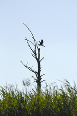 A bird sitting on a lonely tree.
