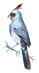 Watercolor bird illustration clipart 