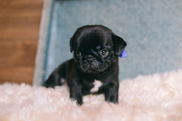 Pug puppy 1 month