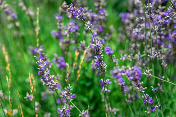 lilac flowers in the forest