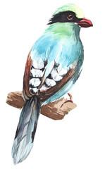 Watercolor bird illustration clipart 