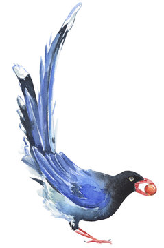 recommend clip art: Watercolor bird illustration clipart 