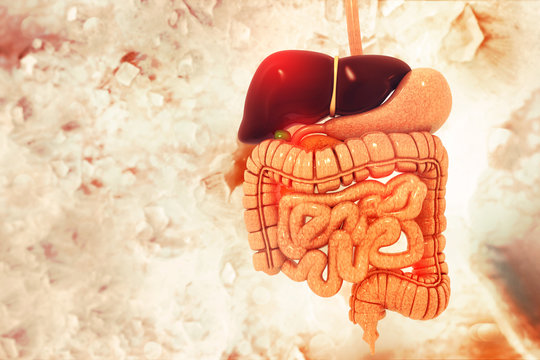 Human digestive system on scientific background