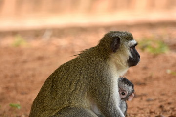 Grünmeerkatze mit Baby