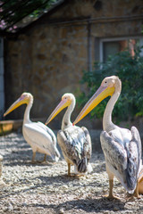 white pelicans walk on the ground