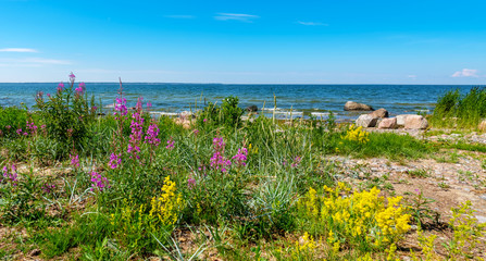 Baltic Sea coastline. Estonia, EU