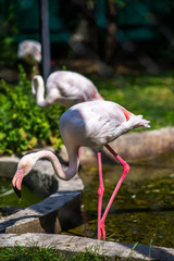 Obraz premium white flamingos walking on the grass