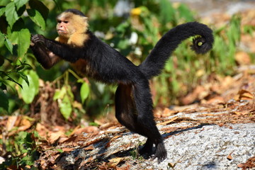 Kapuzineraffe in Costa Rica