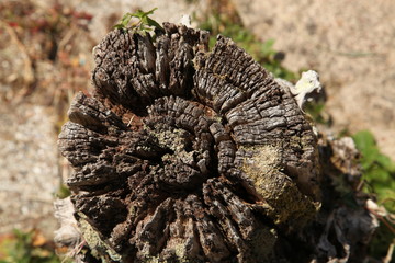 Tree Stump Medium