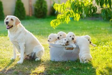 mother dog guards her pups who are trying to escape from the basket