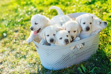 six small white puppies are sitting in a basket in the middle of the lawn