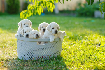 several cream-colored Golden Retriever puppies want to escape from the basket to play