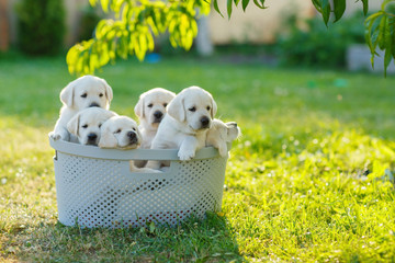 some cream puppies Golden Retriever look out from the basket