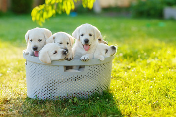 puppies siblings with soft white hair sitting in the cramped basket summer on the lawn