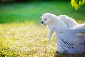 A small puppy tries to get out of the basket in which his brothers and sisters sit