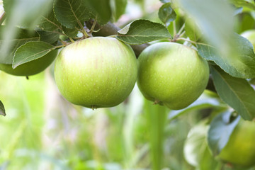 Apple tree