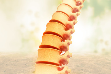 Human spine on scientific background