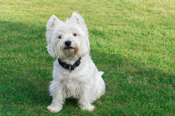 West Highland White Terrier in the garden
