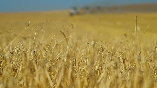Harvester and agriculture
