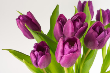 Purple tulips against white background, copy space