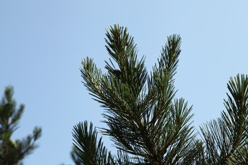 Fototapeta na wymiar Pine Trees