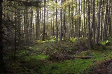 Fototapeta na wymiar Deep in a Scottish Forest 