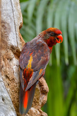 Portrait of colorful Scarlet Macaw parrot against jungle background