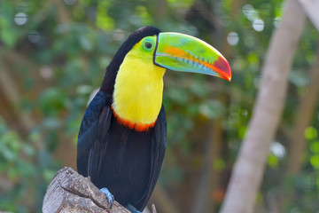 Close up of colorful keel-billed toucan bird