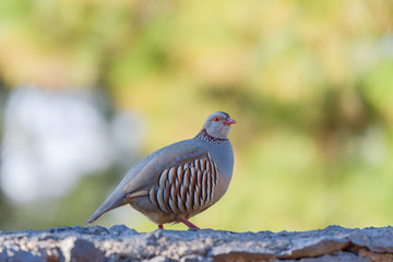 Portrait of a barbary partridge, alectoris barbara, spotted in the bottom of Masca canyon, Tenerife