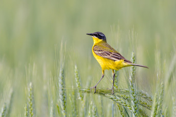 Bird - Yellow Wagtail (Motacilla flava) male, spring time